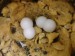DSC00755.JPG